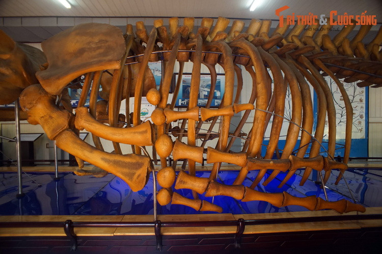 Vây ngực của cá voi lưng gù có thể dài tới 1/3 chiều dài thân. Cặp chi đặc biệt này di chuyển dễ dàng, đồng thời cũng có vai trò kiểm soát thân nhiệt và là vũ khí hữu hiệu trong các cuộc đối đầu với cá voi sát thủ.