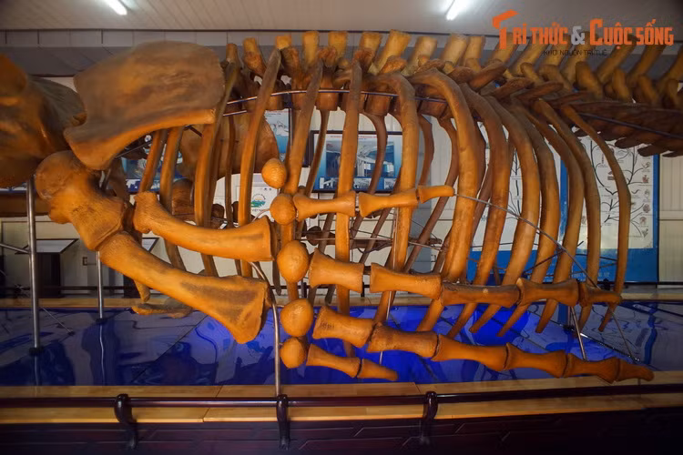 Vây ngực của cá voi lưng gù có thể dài tới 1/3 chiều dài thân. Cặp chi đặc biệt này di chuyển dễ dàng, đồng thời cũng có vai trò kiểm soát thân nhiệt và là vũ khí hữu hiệu trong các cuộc đối đầu với cá voi sát thủ.