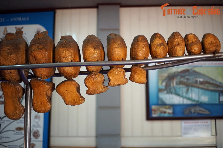 Theo tục lệ, mỗi khi cá Ông chết (lụy) dạt vào bờ, ngư dân đầu tiên trông thấy được coi là con trai của ông và phải đứng ra làm tang lễ, chôn cất cẩn thận…