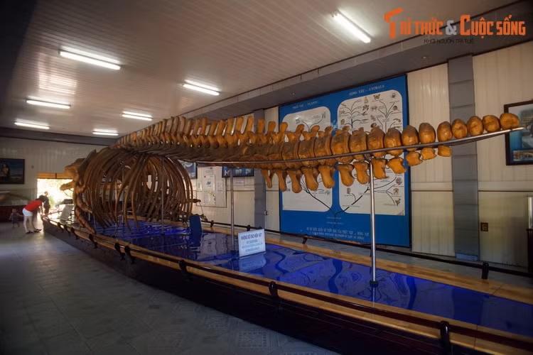 Thời điểm đó, bộ xương cá voi đã bị vùi sâu dưới ruộng khoảng 1,2 mét và cách biển khoảng 4 km theo đường chim bay. Các nhà khoa học đã đo đạc, xác định chiều dài của bộ xương lên tới 18 mét, với tổng trọng lượng gần 10 tấn.