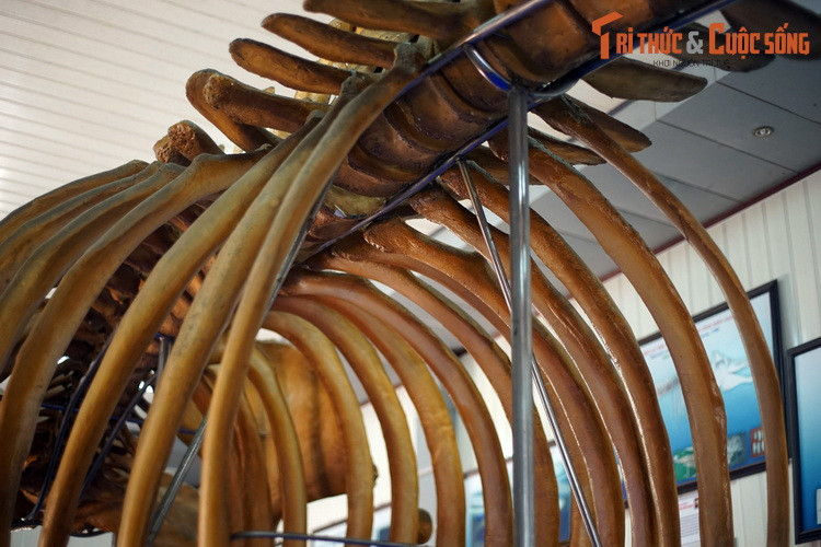 Theo tín ngưỡng của ngư dân miền biển ngư dân Việt Nam, các loài cá voi được gọi chung là “cá Ông” hay “Ông Nam Hải”. Những con cá khổng lồ này được coi là vị thần bảo hộ ngư dân trên biển, được yêu kính và thờ phụng.