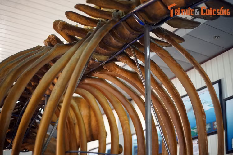 Theo tín ngưỡng của ngư dân miền biển ngư dân Việt Nam, các loài cá voi được gọi chung là “cá Ông” hay “Ông Nam Hải”. Những con cá khổng lồ này được coi là vị thần bảo hộ ngư dân trên biển, được yêu kính và thờ phụng.