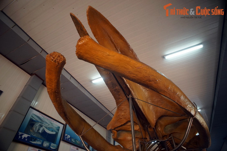 Chế độ ăn của cá voi lưng gù gồm có động vật thân mềm và cá, được chúng thu giữ trong miệng nhờ bộ răng có công dụng như tấm lọc. Trong mùa đông, chúng nhịn ăn và tiêu dần số mỡ dự trữ.