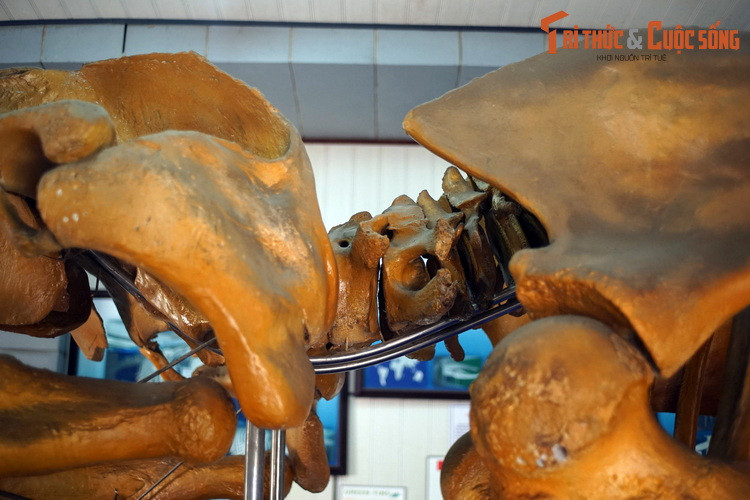 Các cá thể đực của loài này thường tạo ra bài hát phức tạp, kéo dài từ 10 đến 20 phút và được lặp đi lặp lại trong nhiều giờ. Mục đích của bài hát vẫn chưa được xác định rõ ràng, mặc dù nhiều khả năng nó có một vai trò quan trọng trong giao phối.