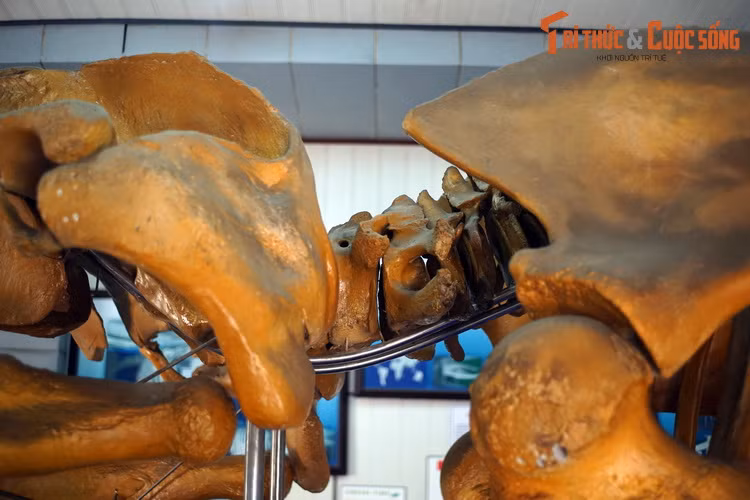 Các cá thể đực của loài này thường tạo ra bài hát phức tạp, kéo dài từ 10 đến 20 phút và được lặp đi lặp lại trong nhiều giờ. Mục đích của bài hát vẫn chưa được xác định rõ ràng, mặc dù nhiều khả năng nó có một vai trò quan trọng trong giao phối.