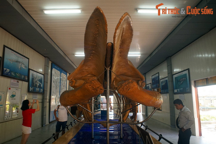 Bộ xương được xác định là thuộc loài cá voi lưng gù (Megaptera novaeangliae), một loài cá voi tấm sừng hàm được ghi nhận trong các vùng biển và đại dương trên toàn thế giới.