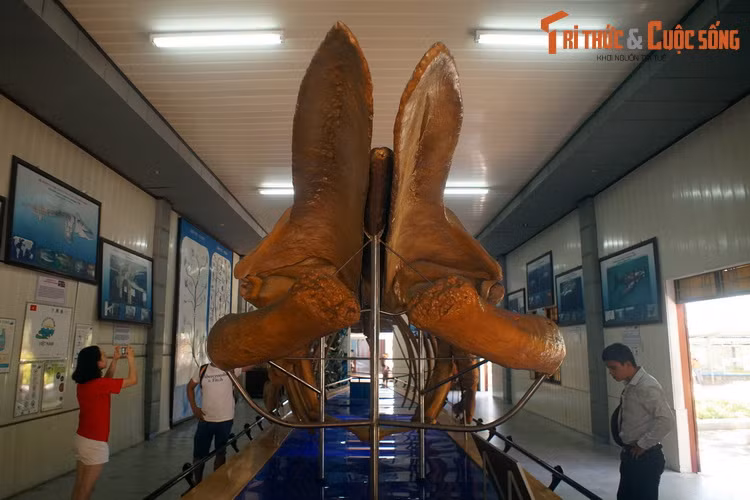 Bộ xương được xác định là thuộc loài cá voi lưng gù (Megaptera novaeangliae), một loài cá voi tấm sừng hàm được ghi nhận trong các vùng biển và đại dương trên toàn thế giới.