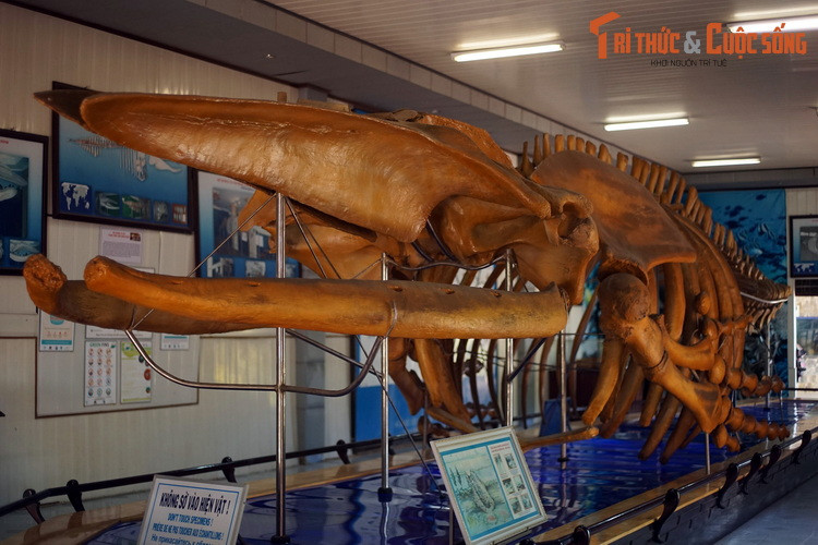 Bảo tàng Hải dương học Nha Trang là nơi đang lưu giữ một trong những bộ xương cá voi lớn nhất từng được phát hiện tại Việt Nam. Hiện vật được đặt trong giữa một căn phòng lớn của Bảo tàng để phục vụ nhu cầu tham quan, nghiên cứu của người dân.