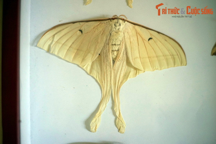 Ngài mặt trăng Ấn Độ (Actias selene) có kiểu cánh tượng tự các loài bướm phượng ban ngày. Một trong những loài bướm đêm được giới sưu tầm săn lùng nhiều nhất.