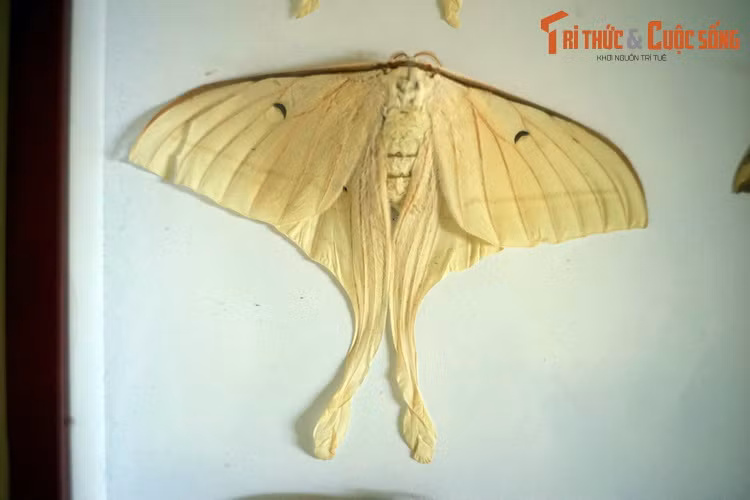 Ngài mặt trăng Ấn Độ (Actias selene) có kiểu cánh tượng tự các loài bướm phượng ban ngày. Một trong những loài bướm đêm được giới sưu tầm săn lùng nhiều nhất.