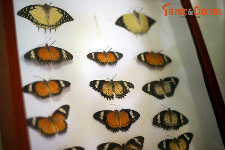 Màu sắc cánh bướm được hình thành từ các lớp vảy phần, như những viên ngói xếp trên cánh, vì thế chúng có tên là côn trùng Cánh vảy.