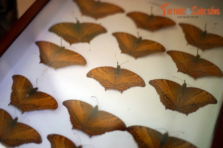 Trên thị trường, những mẫu bướm đẹp và hiếm có giá trị lên tới hàng trăm, thậm chí hàng nghìn USD. Sưu tập bướm trở thành một ngành kinh tế đem lại doanh thu lớn, nhưng cũng khiến nhiều loài bướm bị đẩy đến tình trạng nguy cấp trong tự nhiên...