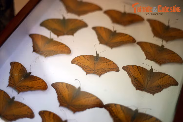 Trên thị trường, những mẫu bướm đẹp và hiếm có giá trị lên tới hàng trăm, thậm chí hàng nghìn USD. Sưu tập bướm trở thành một ngành kinh tế đem lại doanh thu lớn, nhưng cũng khiến nhiều loài bướm bị đẩy đến tình trạng nguy cấp trong tự nhiên...