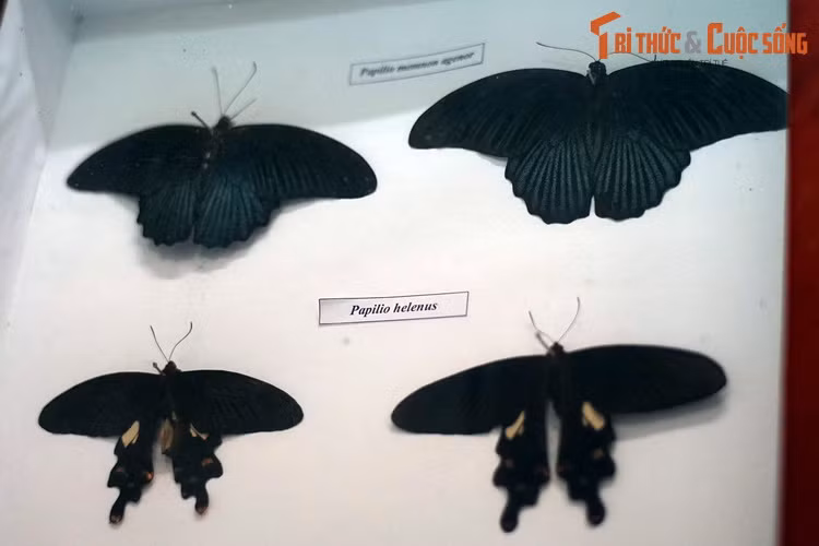 Các mẫu bướm phượng xanh lớn đốm đỏ (Papilio memnon) - ở trên - và phía dưới là bướm phượng đen ( Papilio helenus)