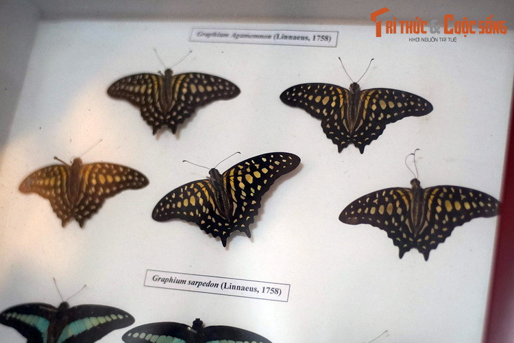 Bướm đuôi chim (Ggraphium agamemnon) sở hữu đôi cánh bắt mắt với những đốm vàng trên nền đen.