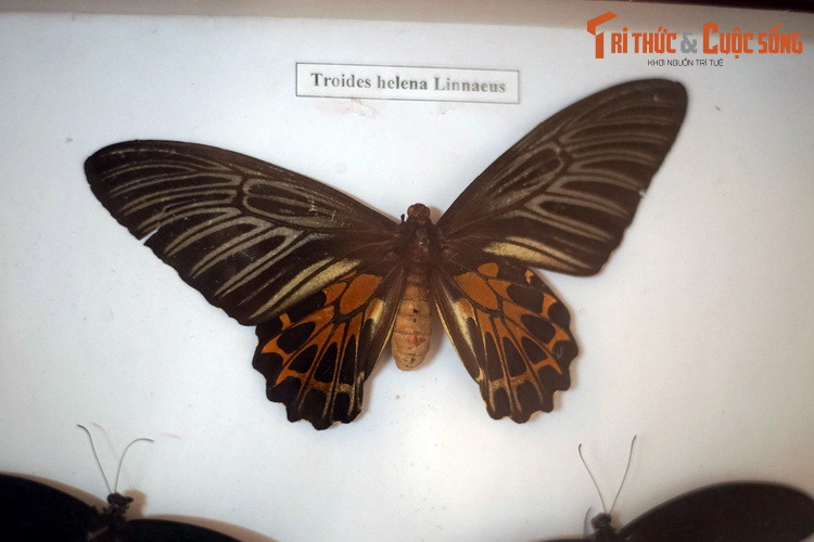 Bướm phượng cánh chim chấm liền (Troides helena) là loài bướm đẹp và hiếm, được giới sưu tầm ưa chuộng. Chúng có tới 15 phân loài khác nhau.