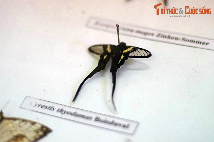 Qua hàng triệu năm, các loài bướm đã phát sinh ra nhiều màu sắc rực rỡ và hoa văn phức tạp trên cánh, cũng như những kiểu hình cánh đa dạng.