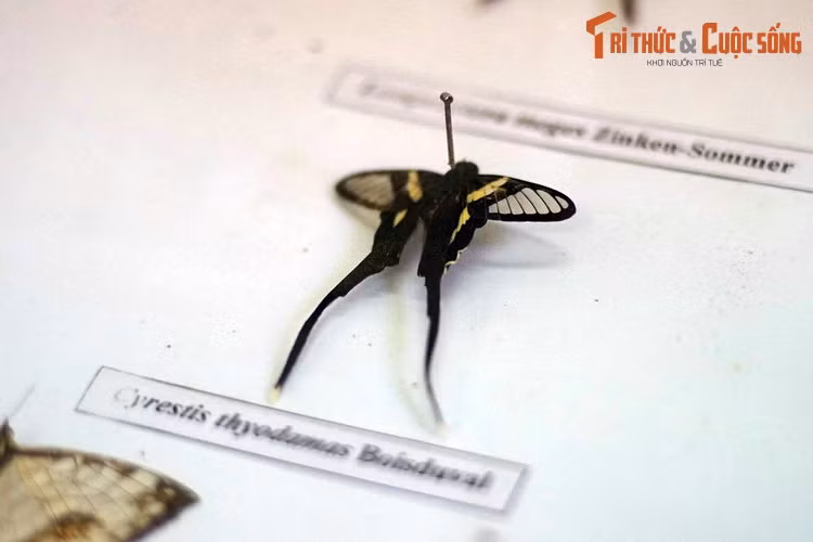 Qua hàng triệu năm, các loài bướm đã phát sinh ra nhiều màu sắc rực rỡ và hoa văn phức tạp trên cánh, cũng như những kiểu hình cánh đa dạng.