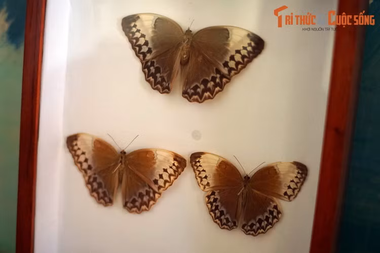 Với vẻ hấp dẫn đặc biết, bướm là những loài côn trùng thu hút rất nhiều người tham gia quan sát, nghiên cứu, thu thập, mua bán... dưới dạng sống hoặc tiêu bản.