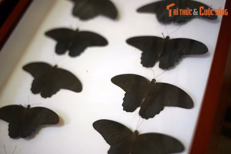 Các mẫu bướm phượng xanh lớn đốm đỏ (Papilio memnon) được trưng bày tại Bảo tàng Sinh học. Loài bướm này có tính đa hình cao, dạng thường gặp có màu xanh đậm đến đen, bóng mượt như nhung.