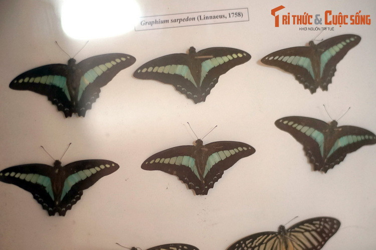 Bướm chai xanh thường (Graphium sarpedon) mang vẻ đẹp quý phái với dải màu xanh biếc nằm giữa đôi cánh đen tuyền.