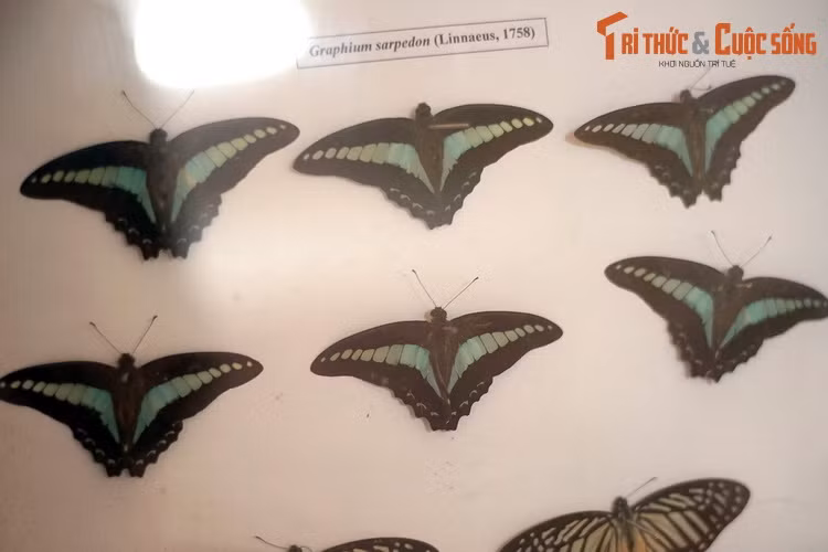 Bướm chai xanh thường (Graphium sarpedon) mang vẻ đẹp quý phái với dải màu xanh biếc nằm giữa đôi cánh đen tuyền.