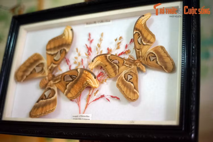 Bướm khế hày bướm đêm Atlas (Attacus atlas), đại diện nổi tiếng nhất trong số các loài bướm đêm. Sải cánh của chúng lớn nhất trong các loài bướm, với chiều dài từ 25–30 cm.