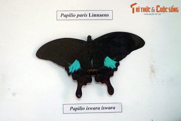 Bướm phượng Paris (Papilio paris) có cánh sau kéo dài như đuôi chim phượng, một đặc trưng của các loài bướm phương. Sải cánh loài này có thể đạt tới 13 cm.