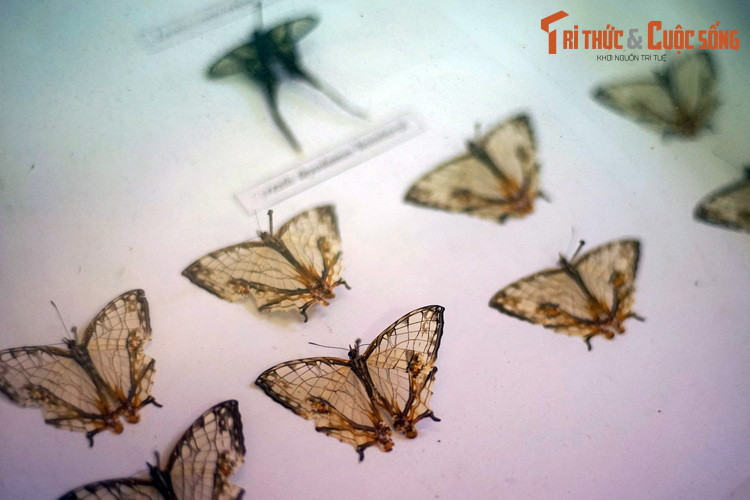 Bướm bản đồ (Cyrestis thyodamas) với đôi cánh cóa hoa văn trông như bản đồ của một thành phố với những con đường ngang dọc.