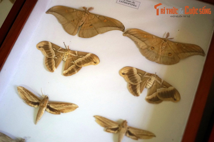 Một số loài bướm đêm phổ biến ở Tây Nguyên. Cánh của bướm đêm có xu hướng tối màu, thường là xám, nâu hoặc be, phù hợp với tập tính ăn đêm và ngụy trang vào ban ngày trên những vật màu tối như vỏ cây.