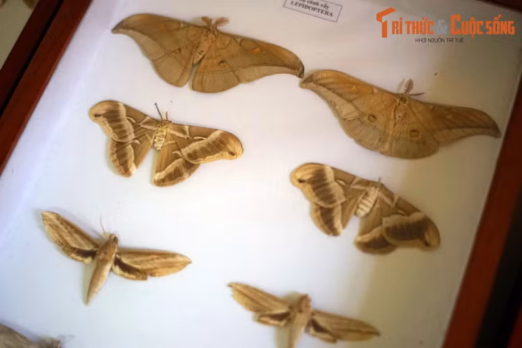 Một số loài bướm đêm phổ biến ở Tây Nguyên. Cánh của bướm đêm có xu hướng tối màu, thường là xám, nâu hoặc be, phù hợp với tập tính ăn đêm và ngụy trang vào ban ngày trên những vật màu tối như vỏ cây.