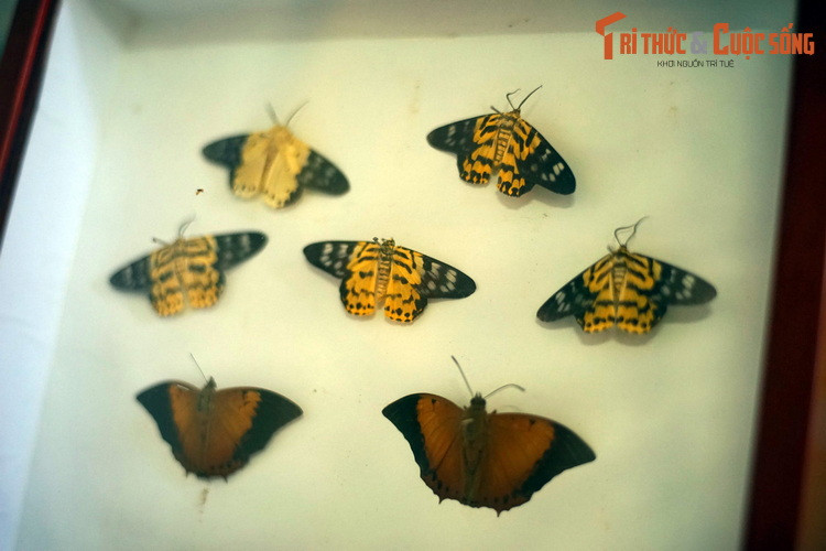 Quá trình sinh trưởng và phát triển của bướm gồm các giai đoạn từ trứng đến sâu non, nhộng và bướm trưởng thành, với nhiều thay đổi phức tạp về hình thái bên ngoài và các cơ quan bên trong, được gọi là sự biến thái.