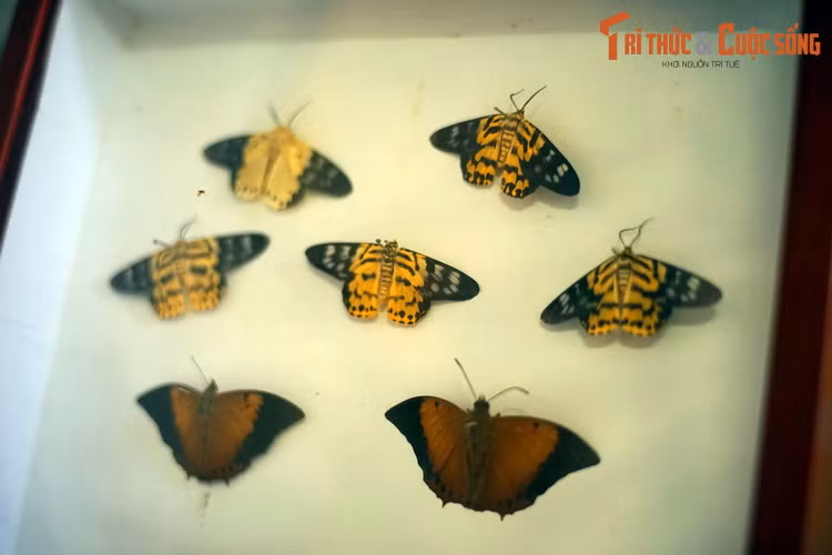 Quá trình sinh trưởng và phát triển của bướm gồm các giai đoạn từ trứng đến sâu non, nhộng và bướm trưởng thành, với nhiều thay đổi phức tạp về hình thái bên ngoài và các cơ quan bên trong, được gọi là sự biến thái.