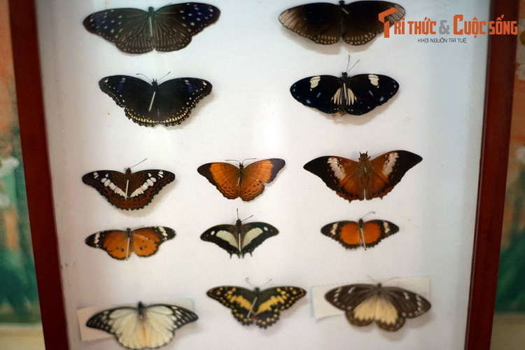 Bảo tàng Sinh học ở thành phố Đà Lạt là nơi sở hữu bộ sưu tập bướm có quy mô lớn bậc nhất Việt Nam. Nơi đây quy tụ hàng trăm tiêu bản của những loài bướm phân bố ở khu vực Tây Nguyên.