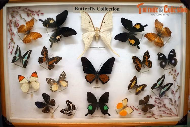 Tất cả các loài bướm và bướm đêm nằm trong bộ côn trùng Cánh vảy (Lepidoptera), rất đa dạng và phong phú với hơn 180.000 loài đã được ghi nhận. Trong đó, bướm (Rhopalocera) chiếm 11% số loài, bướm đêm hay ngài (Heterocera) chiếm 89% số loài.