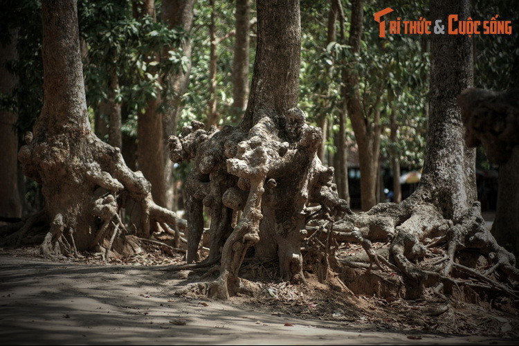 Bà Om thắng cuộc thi này nên đứa con phải theo họ mẹ. Đó là tục lệ mà người Khmer đã duy trì trong suốt nhiều thế kỷ. Đến khi quân Pháp xâm lược, theo đúng thủ tục hành chính, người Khmer mới đặt tên con cái theo họ cha.