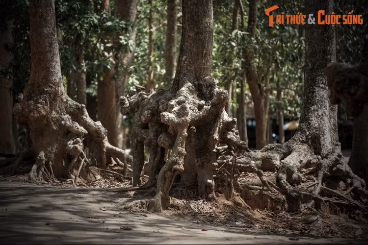 Bà Om thắng cuộc thi này nên đứa con phải theo họ mẹ. Đó là tục lệ mà người Khmer đã duy trì trong suốt nhiều thế kỷ. Đến khi quân Pháp xâm lược, theo đúng thủ tục hành chính, người Khmer mới đặt tên con cái theo họ cha.