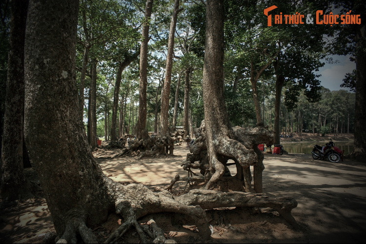 2. Theo một dị bản khác của giai thoại trên, xưa kia có một vị hoàng tử tên là Pa-tu-ma-vông trấn nhậm vùng đất Trà Vinh rất độc đoán. Ông bắt dân chúng phải dâng gái đẹp cho ông ta, ai bất tuân sẽ bị trừng trị nặng. Ông ta còn bắt đàn bà phải đem lễ vật đi cưới đàn ông.