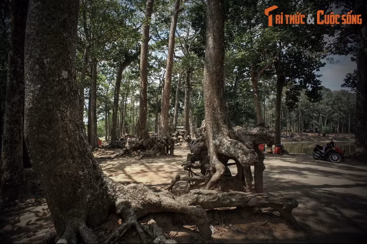 2. Theo một dị bản khác của giai thoại trên, xưa kia có một vị hoàng tử tên là Pa-tu-ma-vông trấn nhậm vùng đất Trà Vinh rất độc đoán. Ông bắt dân chúng phải dâng gái đẹp cho ông ta, ai bất tuân sẽ bị trừng trị nặng. Ông ta còn bắt đàn bà phải đem lễ vật đi cưới đàn ông.