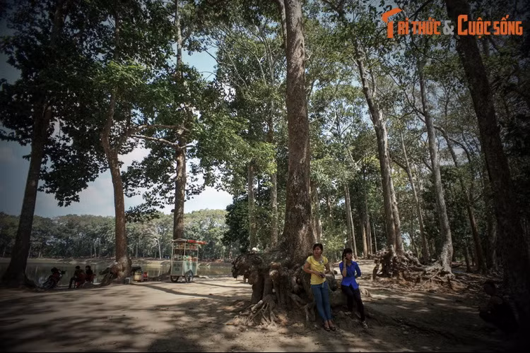 Một cô gái xinh đẹp đến bày tỏ sự phản đối hoàng tử. Bị lôi cuốn bởi vẻ đẹp của cô gái nên hoàng tử cho mở một cuộc thi đào ao, bên đào xong trước sẽ thắng cuộc, được bên thua đi cưới. Sau đó, mọi chuyện diễn ra như đã kể ở trên.