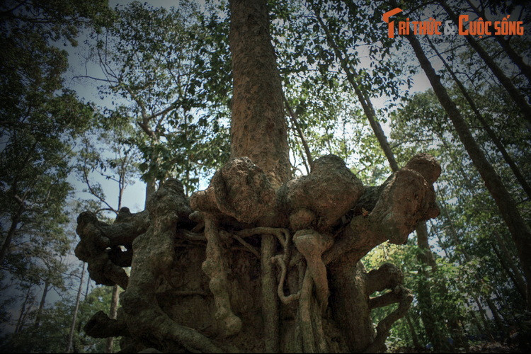 5. Giai thoại thứ 5 thì kể rằng, vào thời Thủy Chân Lạp, nhà vua cho đào ao để công chúa tắm. Trên mặt ao, vào mùa mưa mọc rất nhiều rau mò om (loại rau để nấu canh chua). Người dân gọi đó là ao mò om, theo thời gian đọc trại thành ao Bà Om...