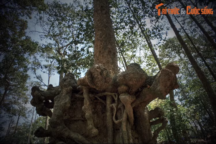 5. Giai thoại thứ 5 thì kể rằng, vào thời Thủy Chân Lạp, nhà vua cho đào ao để công chúa tắm. Trên mặt ao, vào mùa mưa mọc rất nhiều rau mò om (loại rau để nấu canh chua). Người dân gọi đó là ao mò om, theo thời gian đọc trại thành ao Bà Om...