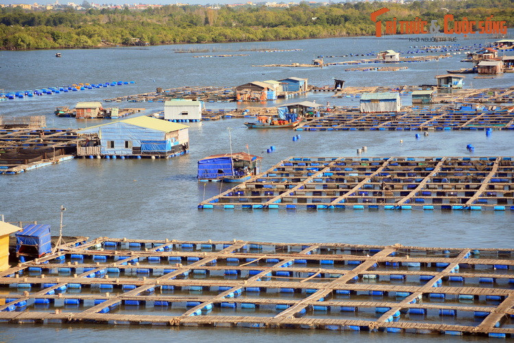 Cạnh nhà ở là những bè cá san sát nhau, được bài trí như bàn cờ với nhiều ô cờ vuông vức.