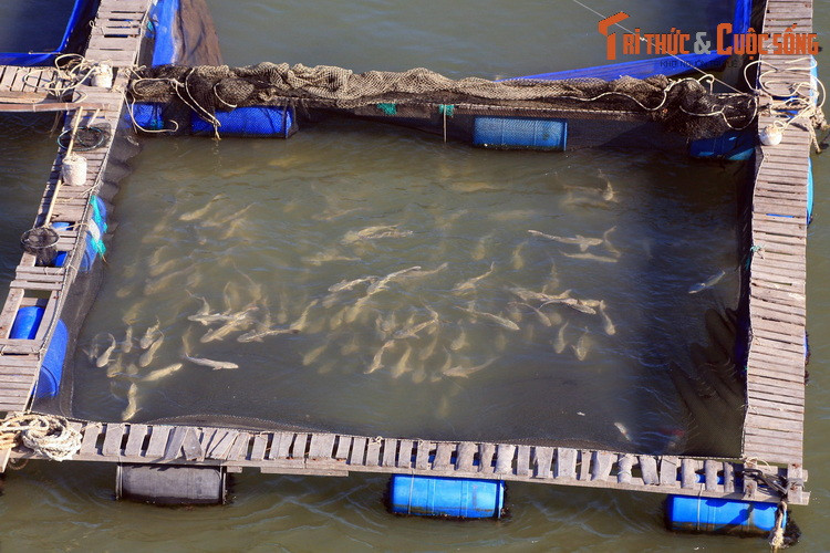 Với các tín đồ ẩm thực, làng bè Long Sơn là điểm đến cực kỳ hấp dẫn, nơi có thể thưởng thức những món thủy hải sản tươi ngon được đánh bắt ngay tại chỗ, gồm hàu, sò huyết, cá bớp, cá mú, cá chẽm…