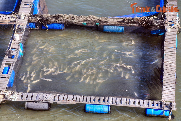 Với các tín đồ ẩm thực, làng bè Long Sơn là điểm đến cực kỳ hấp dẫn, nơi có thể thưởng thức những món thủy hải sản tươi ngon được đánh bắt ngay tại chỗ, gồm hàu, sò huyết, cá bớp, cá mú, cá chẽm…