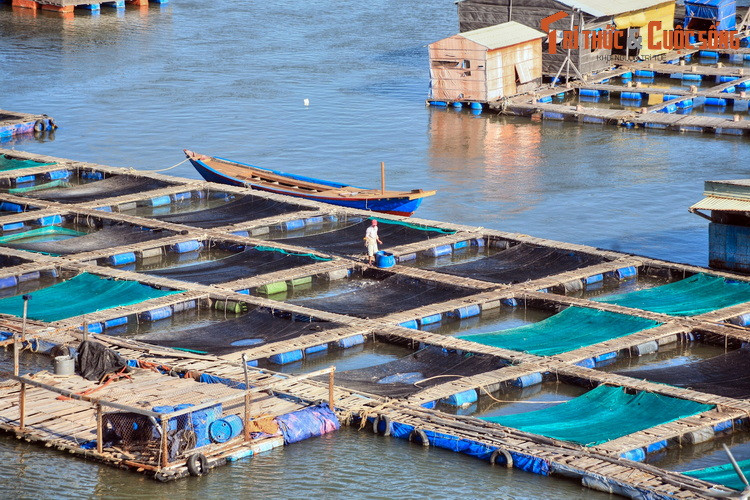 Ngôi làng đặc biệt này là nơi lý tưởng để khám phá những điều lý thú của nghề nuôi trồng thủy sản qua các hoạt động tham tham quan bè nuôi,thu hoạch thủy sản những cùng người dân hiền hòa, hiếu khách.
