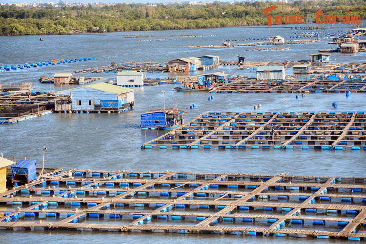 Cạnh nhà ở là những bè cá san sát nhau, được bài trí như bàn cờ với nhiều ô cờ vuông vức. Tất cả được kết nối với nhau bằng hệ thống lối đi dập dềnh trên sóng nước. Toàn bộ làng bè nổi được trên mặt nước nhờ các thùng phuy rỗng gắn phía dưới.