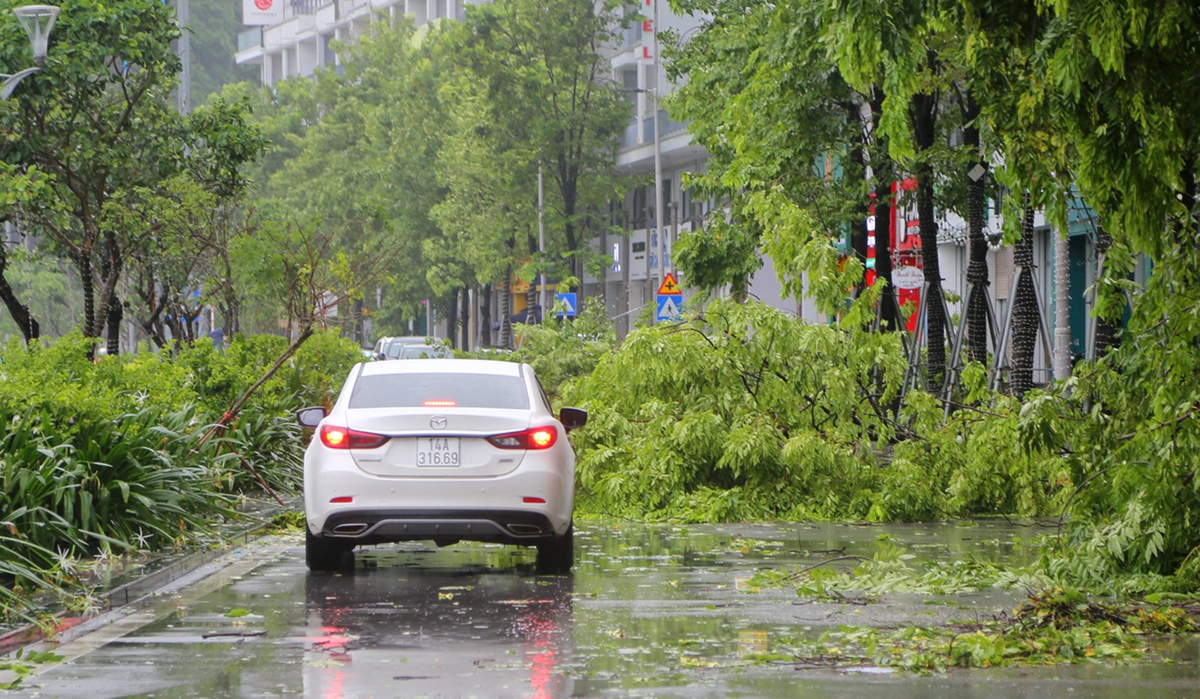 Bao so 2: Cay do, bien quang cao bay tu tung o Quang Ninh