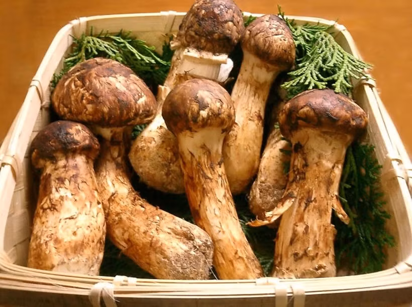 Vi sao nam Matsutake dat hon vang, gioi sieu giau lung khap the gioi?-Hinh-3