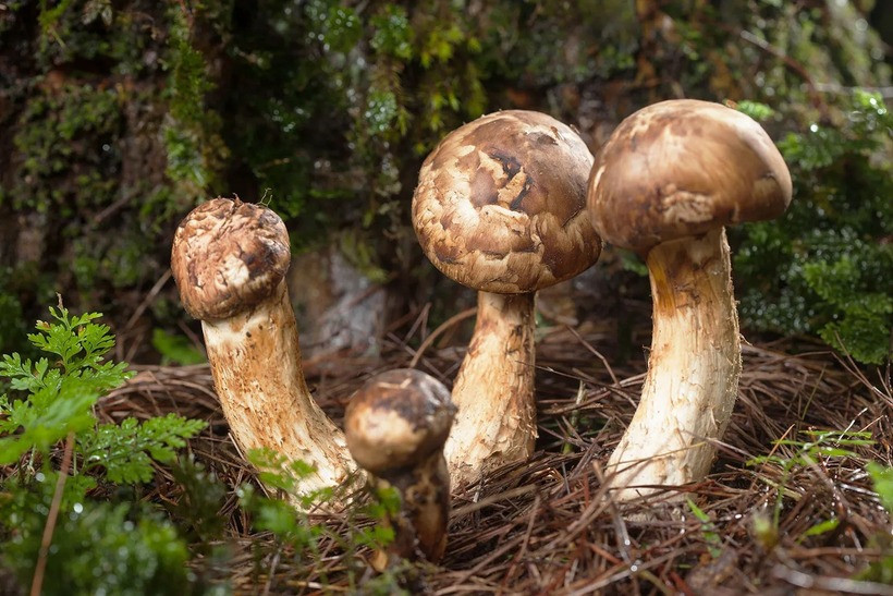 Vì sao nấm Matsutake đắt hơn vàng, giới siêu giàu lùng khắp thế giới? - Hình 2 Vi sao nam Matsutake dat hon vang, gioi sieu giau lung khap the gioi?-Hinh-2